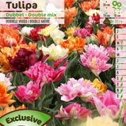 Tulipe double htive en mlange
